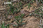 Spermophilus tridecemlineatus